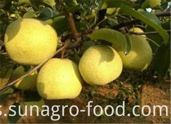 Organic Golden Crown Pear